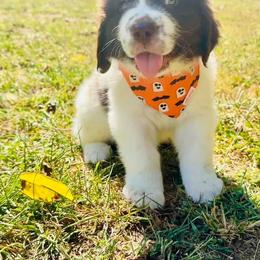 Assorted Doodle Crosses, Newfoundland, and Sheepadoodle Puppies from Sweet Creek Pups