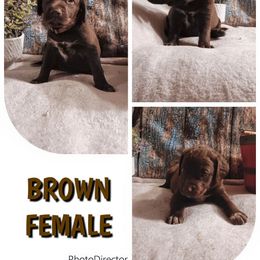 Girl 4 - female Chesapeake Bay Retriever puppy in Laporte, Minnesota from Northern Odyssey Gun Dogs