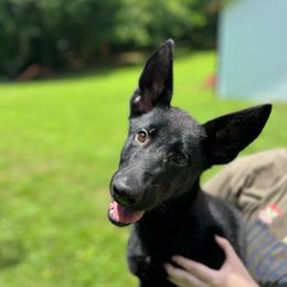 Orange collar - Black female German Shepherd puppy in Cumberland Gap, Tennessee from Royal Port K-9