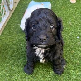 Bluey - Black and white male Cockapoo puppy in Williamston, South Carolina from Sassy Bob’s Dogs