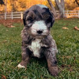 Comet - Blue merle male Bernedoodle puppy in Temecula, California from Country Hills Doodles