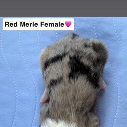 Miniature American Shepherd and Toy Australian Shepherd Puppies from Southern L Aussies