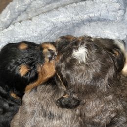 Bernedoodle and French Bulldog Puppies from Bernied00dle Love & Fr3nchi3 Love