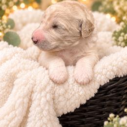 Munchkin - Parti male Poodle puppy in Washington, Pennsylvania from Patriotic Poodles