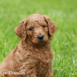 Goldendoodle Puppies from Shadow Ridge Doodles