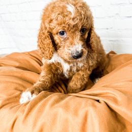 Sleepy - Goldendoodle puppy in Lehi, Utah from Larsen Litters
