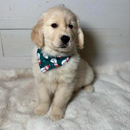 Flint - Light golden male Golden Retriever puppy in Phillips, Wisconsin from Alfalfa Lane Adventures
