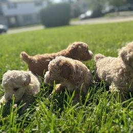 Poodle Puppies from ChiPoodles