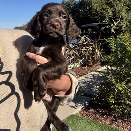 Brown English cocker - Brown male Cocker Spaniel puppy in Bonsall, California from CuttinBlue Farms