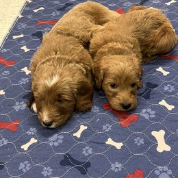 Goldendoodle Puppies from Mandi's Doodles