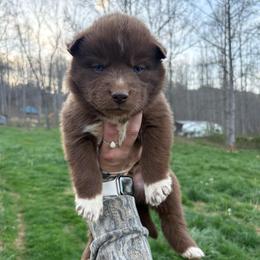 Blue - Red and white male Siberian Husky puppy in Jonesborough, Tennessee from Dry Creek Siberians