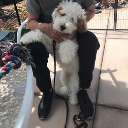 Goldendoodle All Grown Up from Golden Hearted Goldendoodles