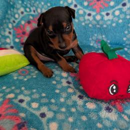 Crosby - Black and rust male Miniature Pinscher puppy in Little River, South Carolina from Cheristar