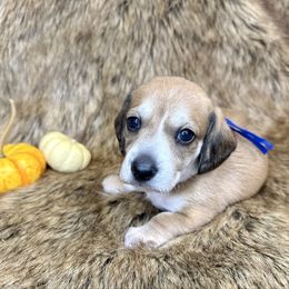 Mocha - Red male Dachshund puppy in Bowerston, Ohio from Hangin’ H Kennels, LLC