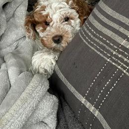 Cockapoo Puppies from M&M Cockapoos of Iowa