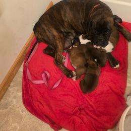 Boxer puppies from Foulk's Boxer Puppies