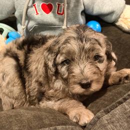 Frèalaf - Merle male Sheepadoodle puppy in Clemson, South Carolina from Love Tallulah Sheepadoodles LLC