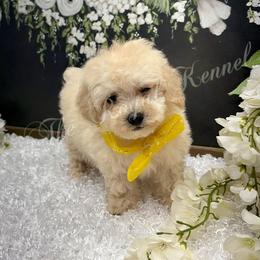Petunia - Apricot female Poodle puppy in West Plains, Missouri from The Royal Kennel