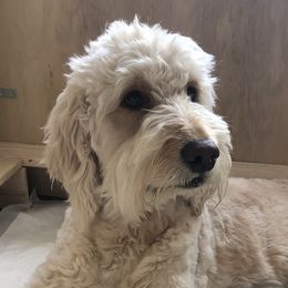 Lola - Goldendoodle