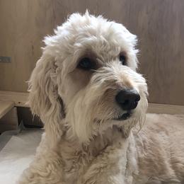Lola - Goldendoodle