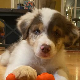Lovely Rita - Red merle Australian Shepherd puppy in Allenton, Wisconsin from Jump Jivin Aussies