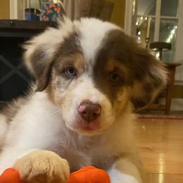 Lovely Rita - Red merle Australian Shepherd puppy in Allenton, Wisconsin from Jump Jivin Aussies