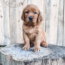Valley - pink - Dark golden female Golden Retriever puppy in Greeneville, Tennessee from Cultivate Farm