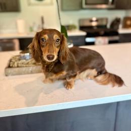 Winnie - Dachshund