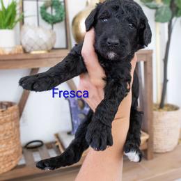 Fresca - Black female Poodle puppy in Mesa, Arizona from Desert Doodles