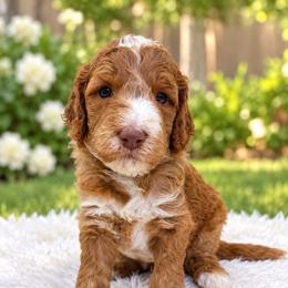 Teddy - Red and white male Cockapoo puppy in Peoria, Arizona from Cactus Doods