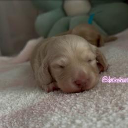 Zipper 5000 - Cream male Dachshund puppy in Summerfield, Florida from Dachshundly Perfect