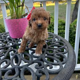 Sabrina - Red  female Goldendoodle puppy in Mint Hill, North Carolina from DoodleForever