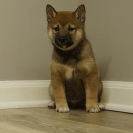 Shiba Inu Puppies from Veronika's Shiba Inus