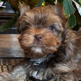 Mia - Chocolate and tan female Yorkshire Terrier puppy in Lafayette, Georgia from Berggipfel Yorkies