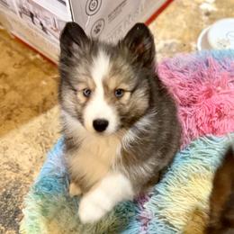 Blaze - Wolf sable male Pomsky puppy in Magnolia, Texas from Solace Shelties and Pomskies