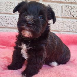 Lyric - Salt and pepper female Miniature Schnauzer puppy in Crestview, Florida from Mert's Creek Miniature Schnauzers
