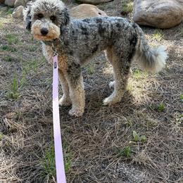 Bernedoodle puppies from Colorado Dreamin Doodles