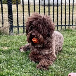 Australian Labradoodle All Grown Up from Heritage Manor Labradoodles (HML)