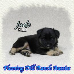 Jude - Black tri male Miniature Australian Shepherd puppy in Forestburg, Texas from Flaming Dill Ranch Aussies