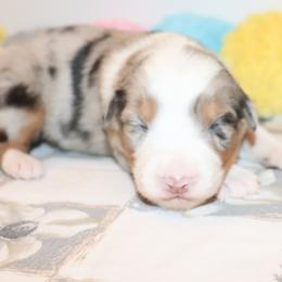 Dawn - Blue merle female Australian Shepherd puppy in Colorado from Firestone Australian Shepherds
