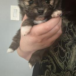 Tito - Tri-colored male Pomeranian puppy in Illinois from Maribel Poms
