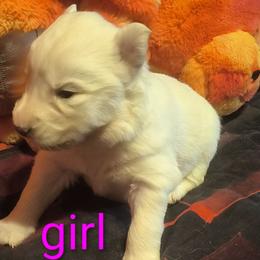 Pink - White female Siberian Husky puppy in Porter Corners, New York from Twisted Gemstone Exotics