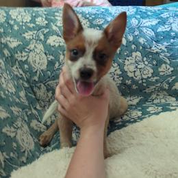 Rooster - Red speckled male Australian Cattle Dog puppy in Texarkana, Texas from Red Desert Australian Cattle Dogs