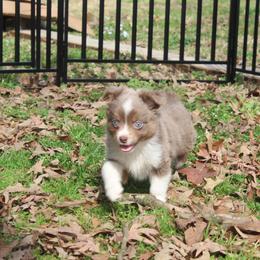 Australian Shepherd Puppies from Blush & Lace Aussie Co.