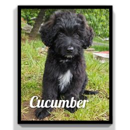 Cucumber - Black and tan male Assorted Doodle Crosses puppy in Rainier, Oregon from Seven Petals Farm