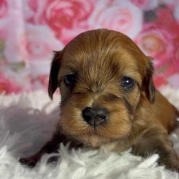 Lotus - Red male Havanese puppy in Clermont, Florida from Country Sweet Havanese and Creative Coaching