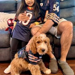 Goldendoodle All Grown Up from Island Doodle Co. - Goldendoodles Raised with Love