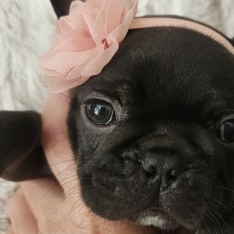French Bulldogs from Edna's Homegrown Frenchies