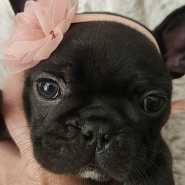 French Bulldogs from Edna's Homegrown Frenchies