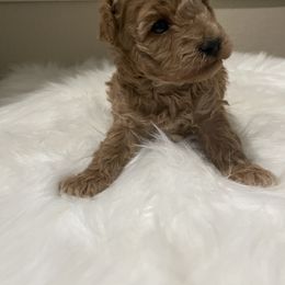 Maltese, Poodle, and Shih Tzu Puppies from Happy puppies